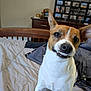 dog, bed, indoor, wooden_headboard, blanket, dresser, photoframe, smiling_dog, pet, canine, white_fur, brown_fur, ears_up, cute, animal, bedroom, cozy, furniture, happy, portrait