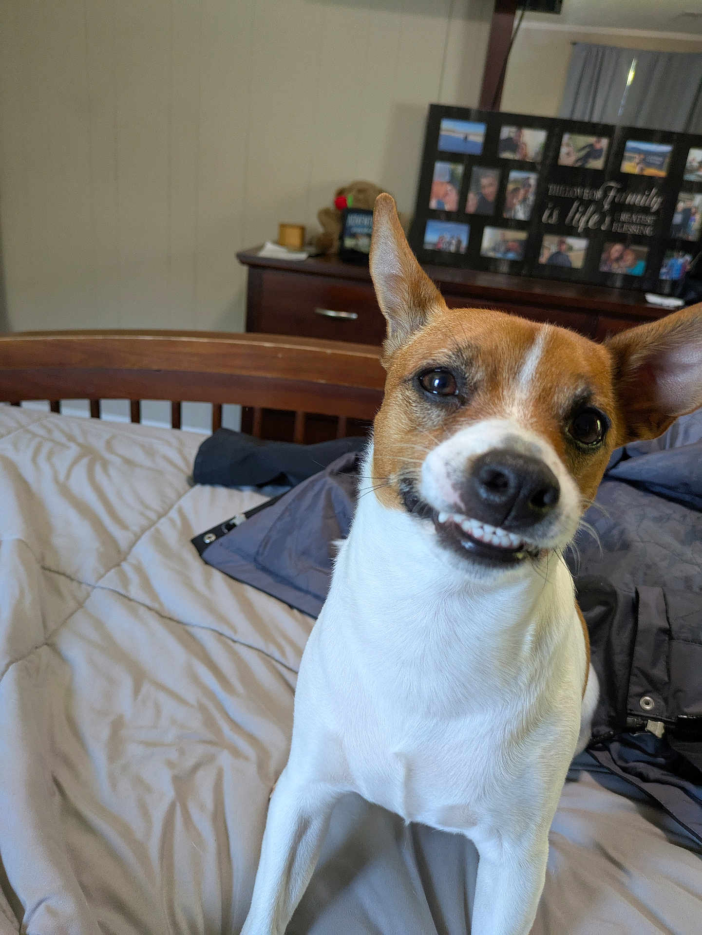 Jackson joined the competition — help win amazing prizes! dog, bed, indoor, wooden_headboard, blanket, dresser, photoframe, smiling_dog, pet, canine, white_fur, brown_fur, ears_up, cute, animal, bedroom, cozy, furniture, happy, portrait