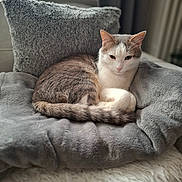 Charly a rejoint le concours — aidez-le/la à gagner de superbes lots ! cat, gray, white, cushion, soft, plush, feline, pet, indoor, resting, cozy, fur, tail, ears, whiskers, relaxed, home, comfort, sleepy, animal