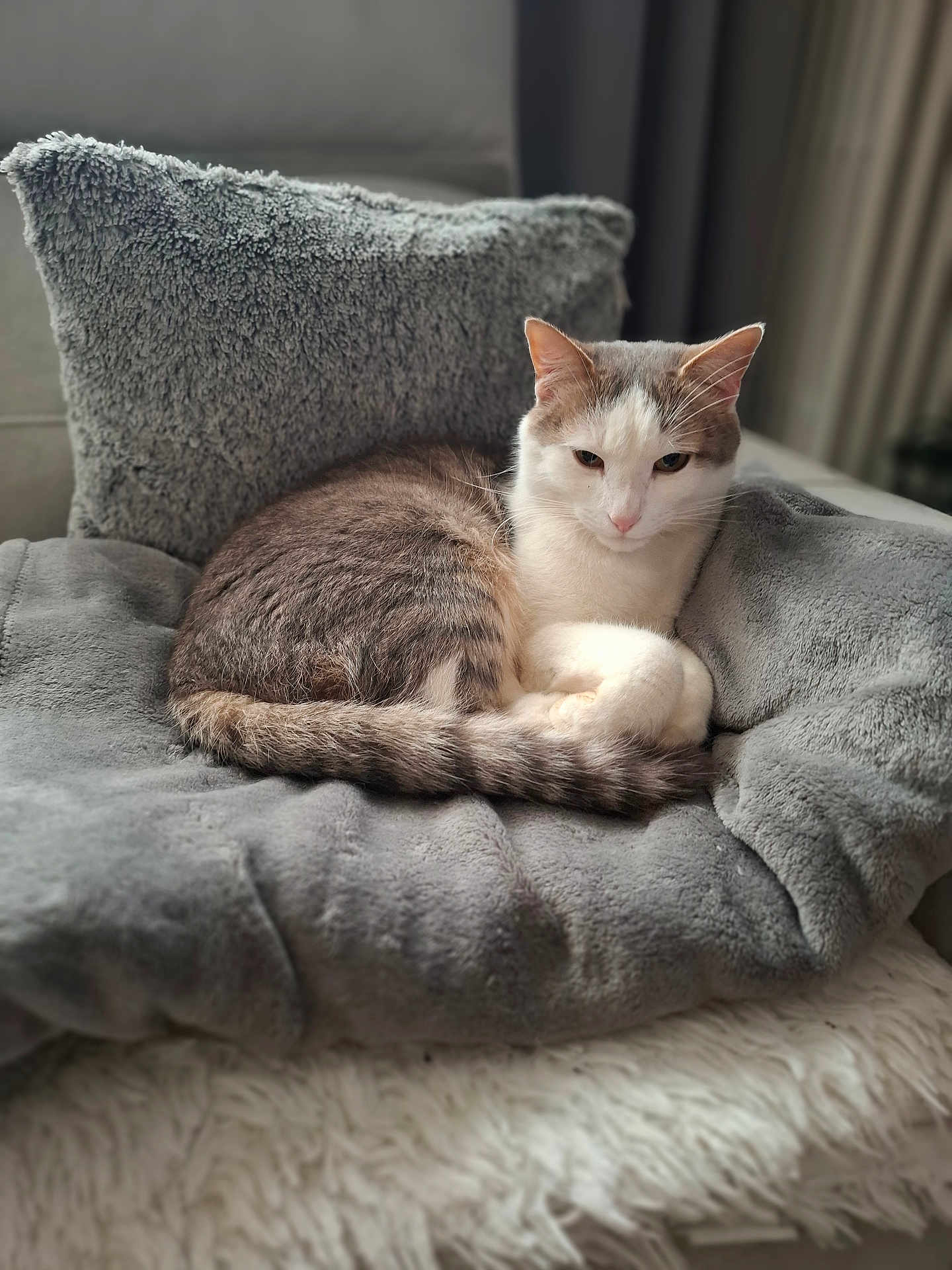 Charly a rejoint le concours — aidez-le/la à gagner de superbes lots ! cat, gray, white, cushion, soft, plush, feline, pet, indoor, resting, cozy, fur, tail, ears, whiskers, relaxed, home, comfort, sleepy, animal