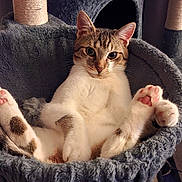 Couki a rejoint le concours — aidez-le/la à gagner de superbes lots ! cat, kitten, pet, feline, paws, pink_paws, whiskers, eyes, fur, cat_tree, scratching_post, hammock, plush, cozy, indoor, sitting, relaxed, portrait, tiles, home