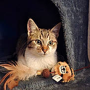 Couky participe au concours pour gagner de l'argent avec cette photo : cat, tabby, feline, cat_condo, toy, feathers, plush_toy, pet, indoor, cozy, fur, whiskers, ears, curious, animal, closeup, cute, resting, playful, domestic_cat