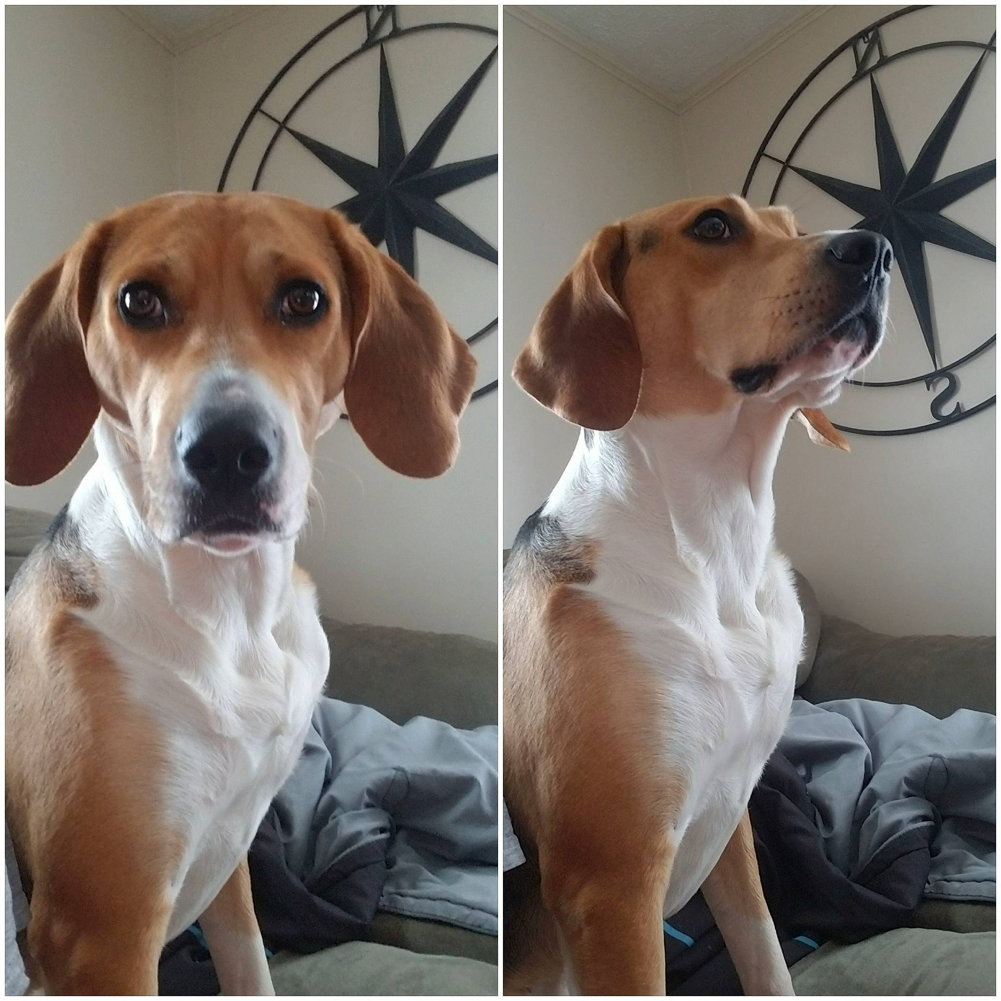 Sadie is registered to the contest to win money with this photo: carnivore, collar, comfort, companion_dog, dog, dog_breed, dog_collar, fawn, hunting_dog, liver, metal, pet_supply, photography, snout, sporting_group, sunglasses, working_animal