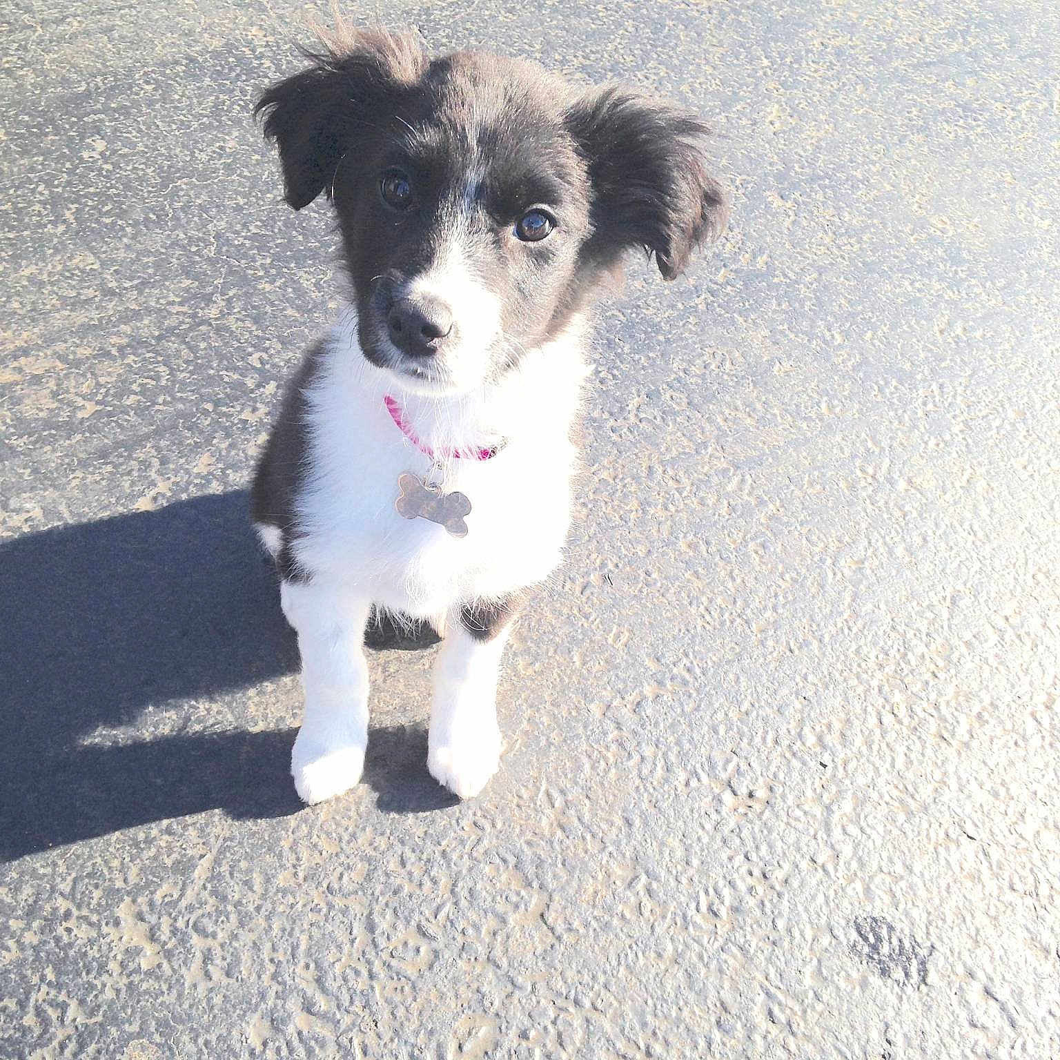 Maya