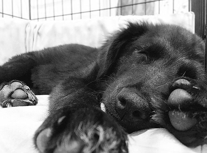 Mia is registered to the contest to win money with this photo: black_and_white, bored, canidae, carnivore, comfort, companion_dog, dog, dog_breed, ear, fur, gesture, monochrome, monochrome_photography, paw, snout, sporting_group, style, terrestrial_animal, whiskers, working_animal