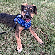 Ains joined the competition — help win amazing prizes! animal, blue, canine, dog, ears, eyes, grass, happy, harness, leash, lying_down, mixed_breed, nature, outdoor, pet, playful, snout, space_pattern, stick, tongue_out