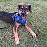 animal, blue, canine, dog, ears, eyes, grass, happy, harness, leash, lying_down, mixed_breed, nature, outdoor, pet, playful, snout, space_pattern, stick, tongue_out