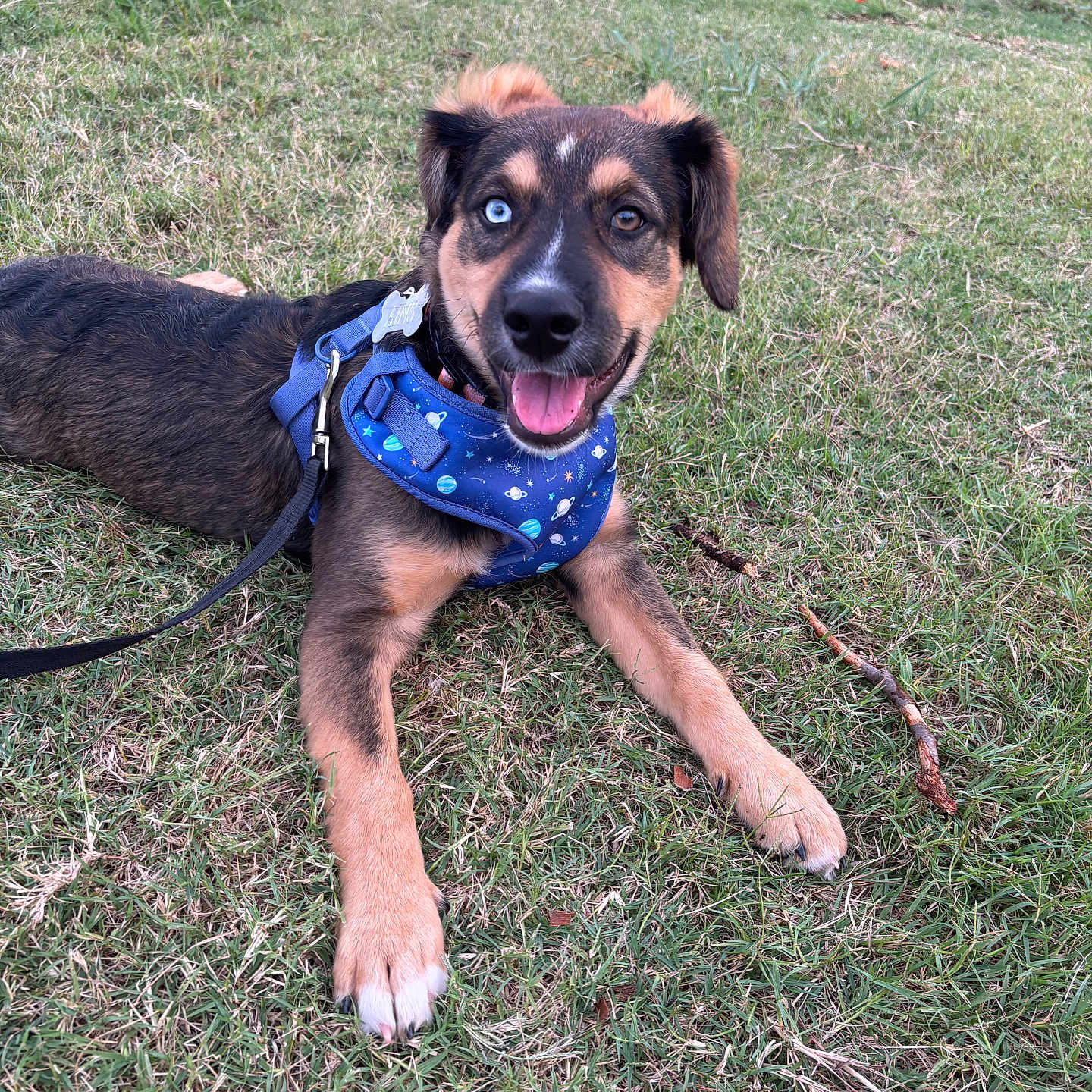 Ains joined the competition — help win amazing prizes! animal, blue, canine, dog, ears, eyes, grass, happy, harness, leash, lying_down, mixed_breed, nature, outdoor, pet, playful, snout, space_pattern, stick, tongue_out