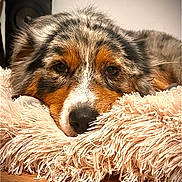 Ulka a rejoint le concours — aidez-le/la à gagner de superbes lots ! animal, black, brown, carpet, close_up, cozy, cute, dog, face, fluffy, fur, indoor, orange, pet, portrait, relaxed, resting, sleepy, white, wood_floor