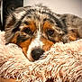 animal, black, brown, carpet, close_up, cozy, cute, dog, face, fluffy, fur, indoor, orange, pet, portrait, relaxed, resting, sleepy, white, wood_floor