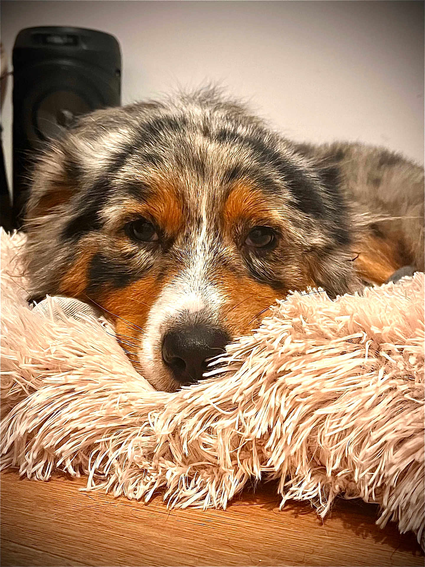 Ulka a rejoint le concours — aidez-le/la à gagner de superbes lots ! animal, black, brown, carpet, close_up, cozy, cute, dog, face, fluffy, fur, indoor, orange, pet, portrait, relaxed, resting, sleepy, white, wood_floor