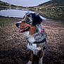 Ulka a rejoint le concours — aidez-le/la à gagner de superbes lots ! animal, australian_shepherd, bandana, canine, dog, dusk, fur, grass, harness, hills, lake, landscape, nature, outdoor, pet, side_view, sitting, sky, tongue_out, water