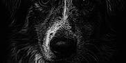 Ulka participe au concours pour gagner de l'argent avec cette photo : animal, black_and_white, canine, close_up, dark_background, dog, expression, eyes, face, focused, fur, headshot, monochrome, muzzle, nose, pet, portrait, studio_lighting, texture, whiskers
