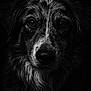 animal, black_and_white, canine, close_up, dark_background, dog, expression, eyes, face, focused, fur, headshot, monochrome, muzzle, nose, pet, portrait, studio_lighting, texture, whiskers