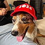 animal, black, blue_surface, brown, casual, closeup, dog, eyes, fur, happy, household, indoor, mouth, nose, person, pet, red_cap, seated, tongue_out, white