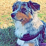 Ulka participe au concours pour gagner de l'argent avec cette photo : animal, australian_shepherd, beach, blue_sky, calm, daytime, dog, fur, grass, harness, lake, nature, outdoor, pet, relaxing, sand, summer, swimmers, trees, water