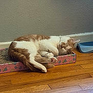 Cappuccino joined the competition — help win amazing prizes! cat, sleeping, orange_and_white, scratcher_box, wooden_floor, indoor, pet, relaxed, feline, resting, cozy, cute, domestic_cat, fur, whiskers, paws, closed_eyes, household, animal, quiet