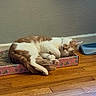 cat, sleeping, orange_and_white, scratcher_box, wooden_floor, indoor, pet, relaxed, feline, resting, cozy, cute, domestic_cat, fur, whiskers, paws, closed_eyes, household, animal, quiet