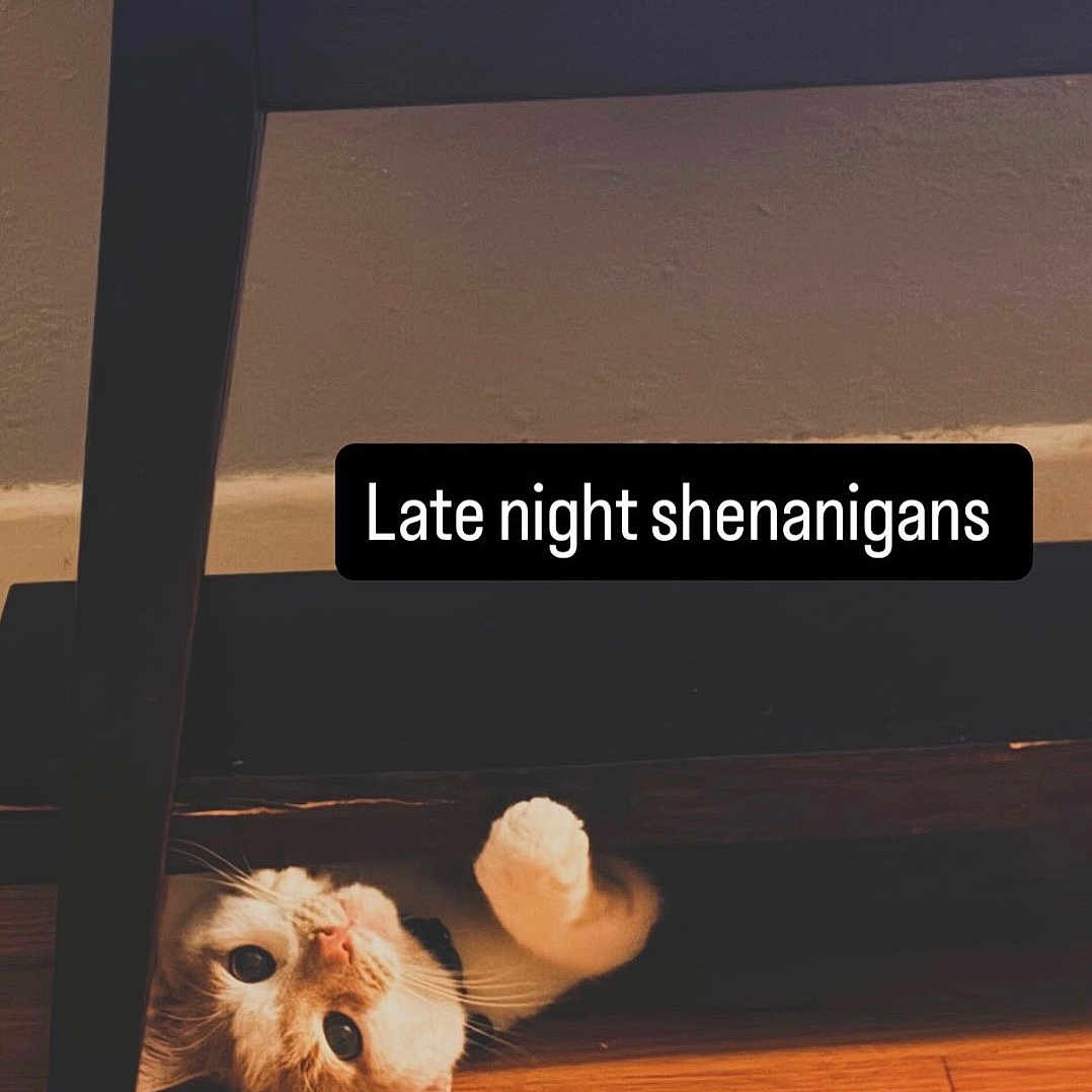 Cappuccino is registered to the contest to win money with this photo: cat, animal, pet, indoor, wooden_floor, table, playful, curious, orange_cat, cute, feline, mischievous, paw, face, looking_up, home, floor, shadow, caption, text_overlay