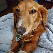 Rockie joined the competition — help win amazing prizes! animal, blanket, canine, close_up, companion, cozy, cute, dog, fur, golden_brown, home, indoor, living_room, paws, pet, portrait, relaxed, resting, soft_texture, white_paws