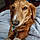 Rockie
