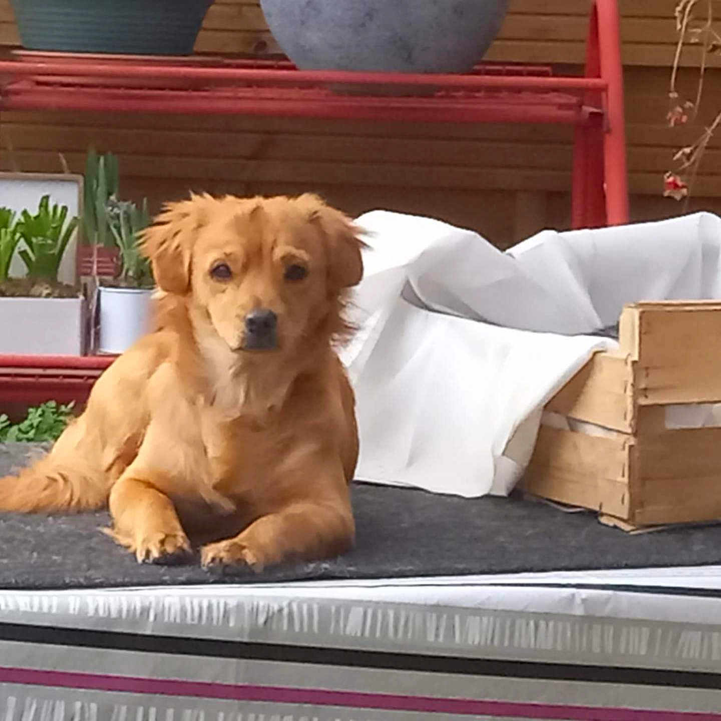 Ulla participe au concours pour gagner de l'argent avec cette photo : animal, box, canine, dog, dogbed, furniture, goldenretriever, indoors, interiordesign, pet, puppy