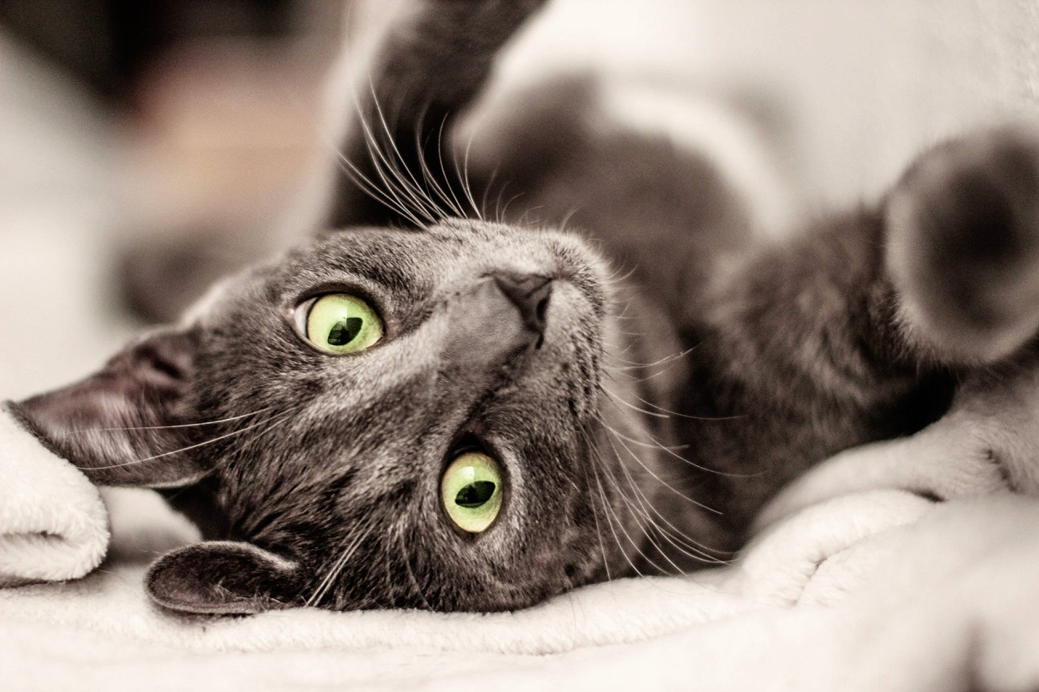 Nilo a rejoint le concours — aidez-le/la à gagner de superbes lots ! asian, black, black_and_white, black_cat, carnivore, cat, close_up, domestic_short_haired_cat, eye, felidae, fur, kitten, monochrome_photography, organ, organism, photography, small_to_medium_sized_cats, snout, tabby_cat, whiskers