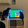 cat, cats, television, cartoon, feline, indoor, furniture, washing_machine, shelf, decor, plant, photograph, animal, pet, room, table, entertainment, curious, colorful, cute