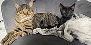 Kiwi Milo Snoopy participe au concours pour gagner de l'argent avec cette photo : cat, tabby_cat, black_cat, chair, blanket, plush_toy, indoor, pet, feline, resting, cozy, fur, domestic_animal, cute, relaxed, animal, soft, home, comfort, two_animals