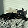 black_cat, kitten, cat, pet, animal, feline, sunlight, shadow, blanket, texture, resting, indoor, cozy, soft_light, relaxing, cute, small_paws, whiskers, ears, peaceful