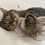 Kiwi Milo Snoopy a rejoint le concours — aidez-le/la à gagner de superbes lots ! cat, tabby, sleeping, stuffed_animal, bed, white_bedspread, pink_hearts, closeup, fur, nap, cozy, pet, cute, domestic_cat, relaxation, animal, paw, whiskers, soft, resting