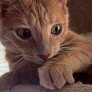 Klaus joined the competition — help win amazing prizes! animal, cat, close_up, curious, cute, domestic_cat, ears, eye, feline, fur, indoor, orange_tabby, paw, perch, pet, portrait, resting, soft_light, whiskers, window_light