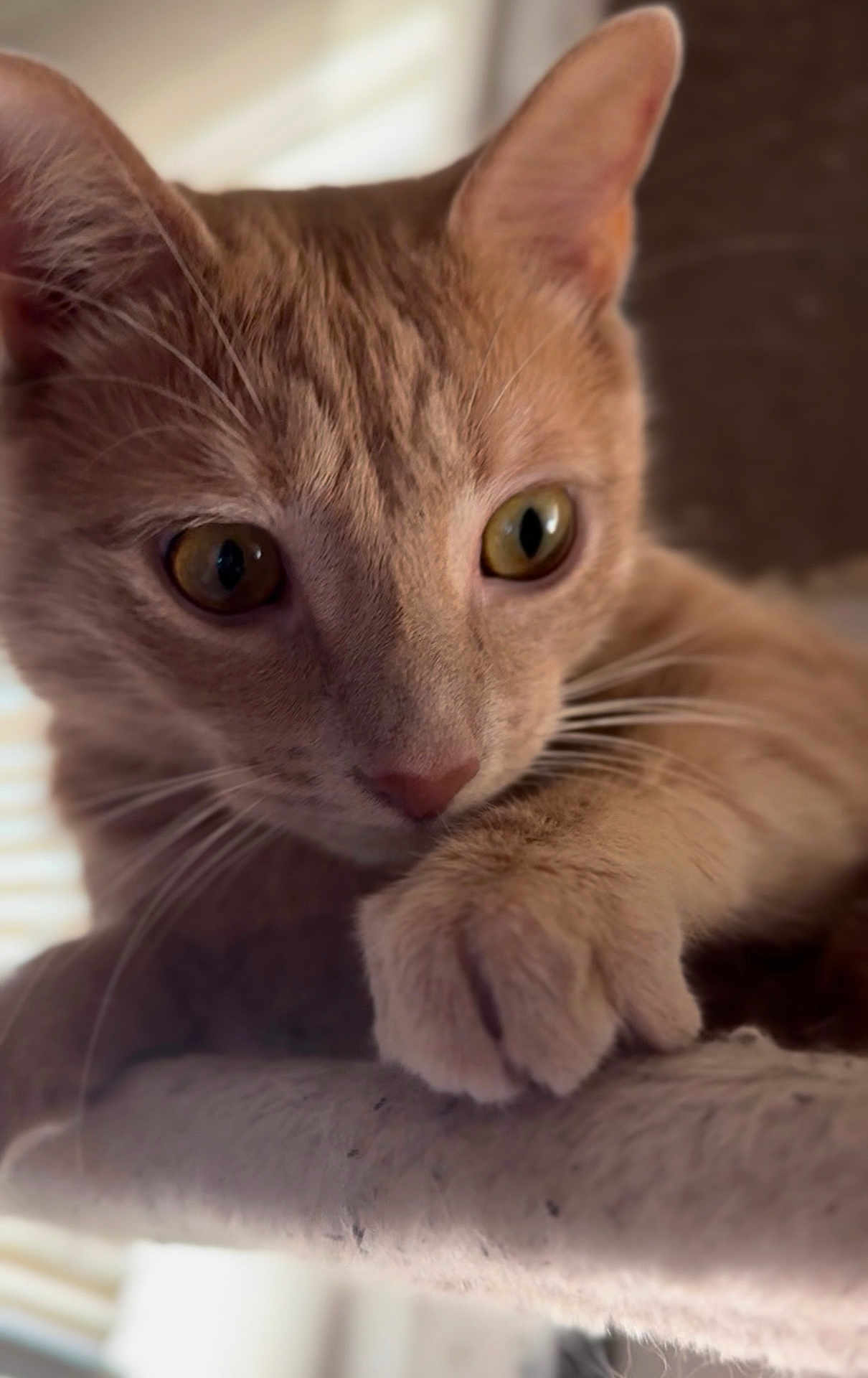 Klaus