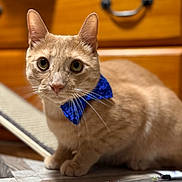Klaus is registered to the contest to win money with this photo: cat, bow_tie, floor, toy, spring, beads, wooden_drawer, pet, indoor, curious, closeup, feline, orange_cat, whiskers, eyes, ears, paws, domestic_animal, shiny, decorative