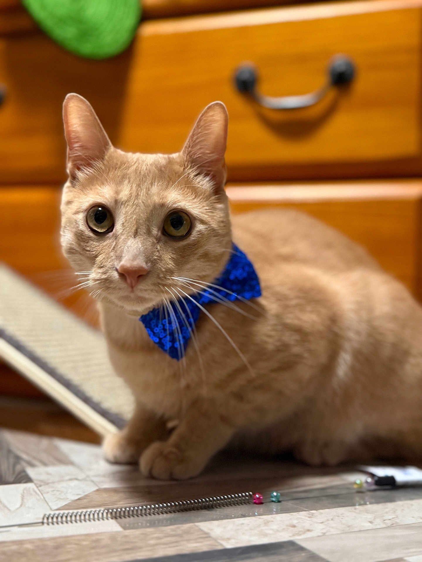 Klaus is registered to the contest to win money with this photo: cat, bow_tie, floor, toy, spring, beads, wooden_drawer, pet, indoor, curious, closeup, feline, orange_cat, whiskers, eyes, ears, paws, domestic_animal, shiny, decorative