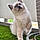 Abby