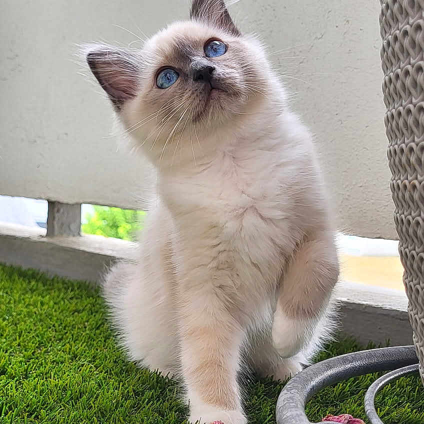 Abby participe au concours pour gagner de l'argent avec cette photo : animal, blue_eyes, cat, curious, cute, ears, feline, fluffy, garden, grass, kitten, metal_stand, nature, outdoor, paw, pet, pink_petals, playful, whiskers, young