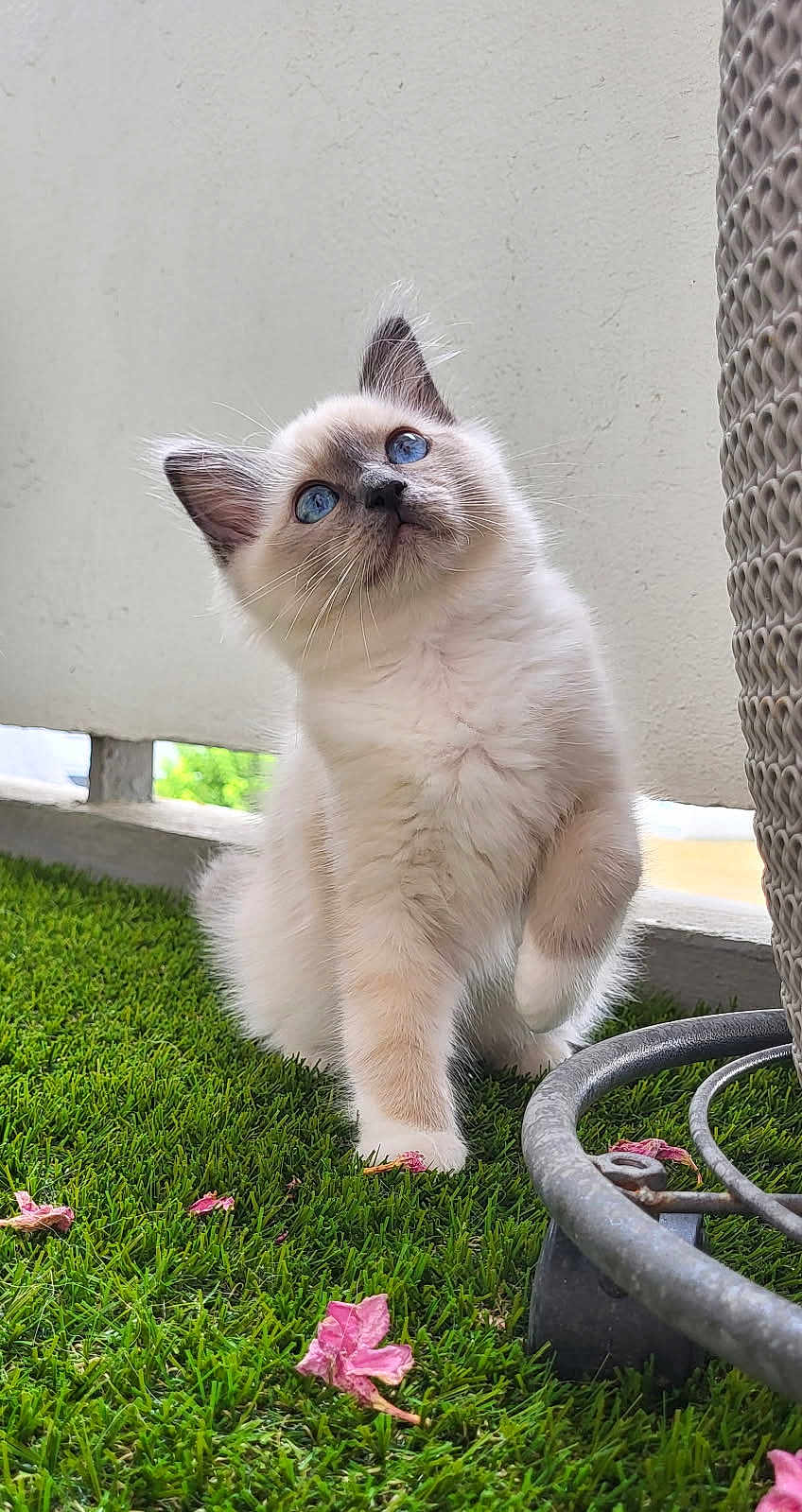 Abby participe au concours pour gagner de l'argent avec cette photo : kitten, cat, blue_eyes, fluffy, grass, pink_petals, curious, outdoor, pet, animal, young, cute, playful, nature, feline, whiskers, ears, paw, garden, metal_stand