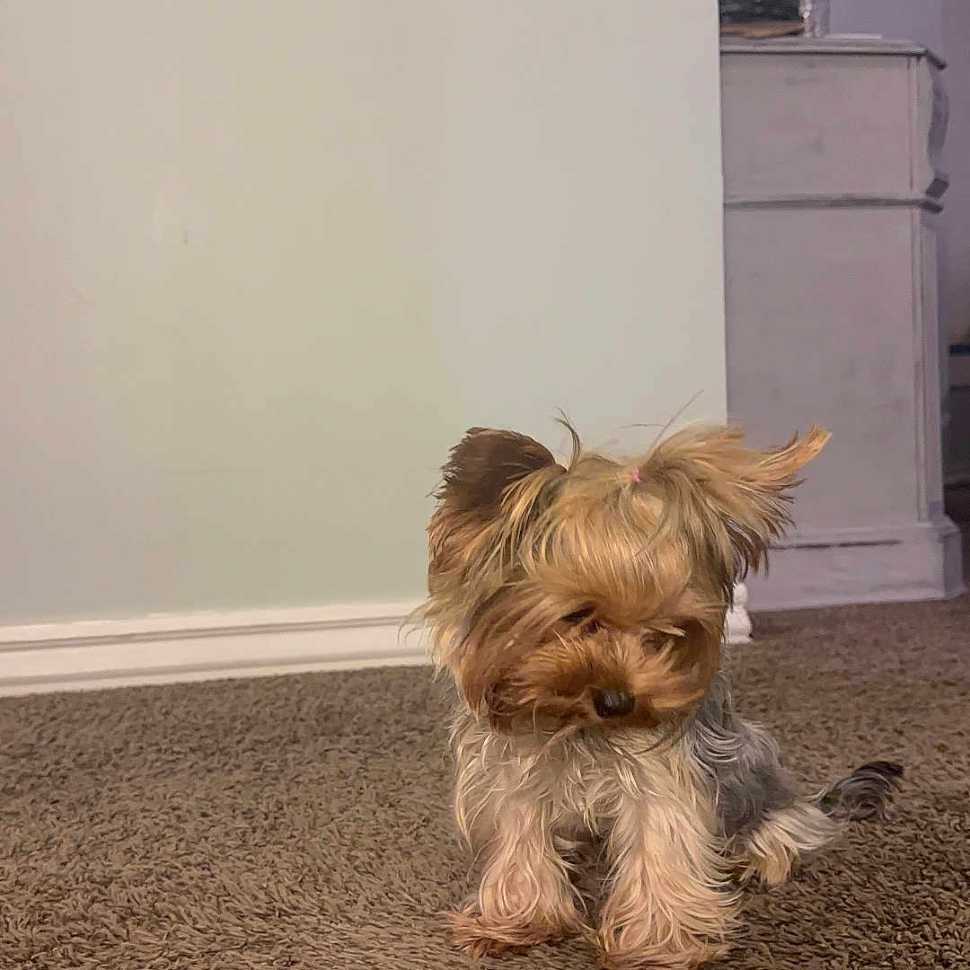 Lola