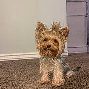 Lola is registered to the contest to win money with this photo: dog, yorkshire_terrier, small_dog, pet, carpet, indoor, fur, ears, cute, puppy, brown, grey, sitting, animal, canine, home, furniture, wall, floor, adorable