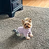 Lola joined the competition — help win amazing prizes! dog, small_dog, yorkshire_terrier, pet, indoor, carpet, purple_sweater, furniture, wood_floor, black_nightstand, curious, cute, cozy, home, animal, companion, domestic, floor, portrait, sitting
