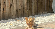 Lola is registered to the contest to win money with this photo: dog, small_dog, yorkshire_terrier, sunlight, shadow, wooden_fence, gravel, paving_stones, artificial_turf, outdoor, pet, canine, relaxed, sunny, backyard, animal, grass, nature, daytime, quiet