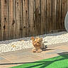 dog, small_dog, yorkshire_terrier, sunlight, shadow, wooden_fence, gravel, paving_stones, artificial_turf, outdoor, pet, canine, relaxed, sunny, backyard, animal, grass, nature, daytime, quiet
