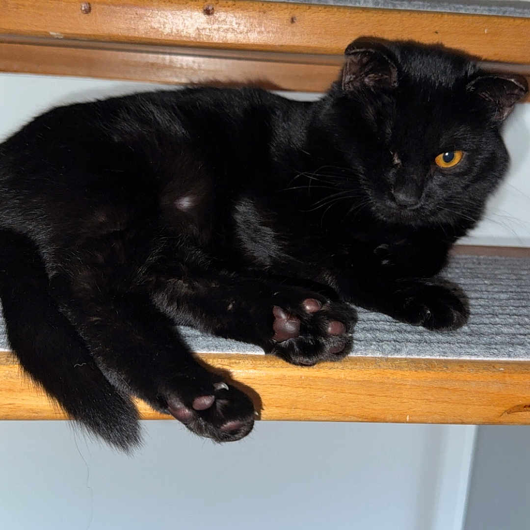 Onyx participe au concours pour gagner de l'argent avec cette photo : abyssinian, animal, bed, blackcat, bookcase, cabinet, cat, closet, cupboard, desk, drawer, furniture, hardwood, kitten, manx, pet, plywood, shelf, table, wood