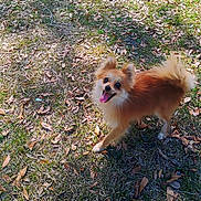 Sir joined the competition — help win amazing prizes! dog, small_dog, outdoor, grass, leaves, sunlight, happy, tongue_out, pet, animal, walking, nature, brown_fur, fluffy_tail, playful, canine, daylight, adorable, cute, smiling