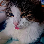 Apollo is registered to the contest to win money with this photo: animal, brown_fur, cat, close_up, cute, domestic_cat, face, feline, fluffy, fur, indoor, pet, playful, portrait, relaxed, resting, soft, tongue_out, whiskers, white_fur