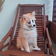 Aïko a rejoint le concours — aidez-le/la à gagner de superbes lots ! puppy, dog, blue_eyes, wooden_chair, fluffy, pet, cute, sitting, indoor, furniture, animal, young_dog, looking_away, brown, white, floor, decor, relaxing, home, curious