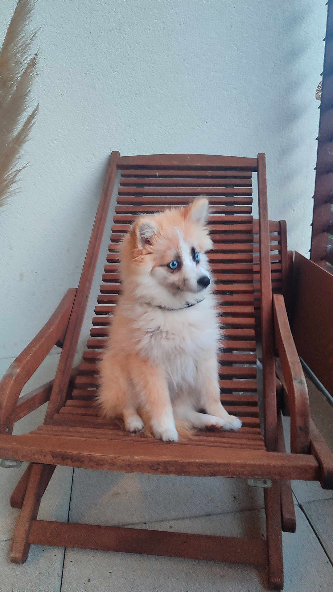 Aïko a rejoint le concours — aidez-le/la à gagner de superbes lots ! puppy, dog, blue_eyes, wooden_chair, fluffy, pet, cute, sitting, indoor, furniture, animal, young_dog, looking_away, brown, white, floor, decor, relaxing, home, curious