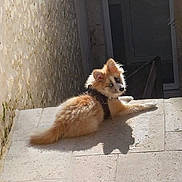 Aïko a rejoint le concours — aidez-le/la à gagner de superbes lots ! blue_eyes, curious, dog, door, fluffy, fur, harness, looking_back, outdoor, paw, pet, portrait, puppy, resting, shadow, stairs, sunlight, tail, tiled_floor, wall