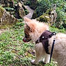 curious, dog, fur, grass, greenery, harness, leash, moss, nature, outdoor, park, path, pet, pomeranian, rock, scenery, side_view, small_dog, tongue, walking